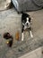 Brooks - Rescue Dog - CDRRNZ Carousel 7