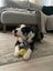 Brooks - Rescue Dog - CDRRNZ Carousel 8