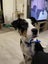 Brooks - Rescue Dog - CDRRNZ Carousel 9