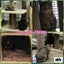 Bonded Pair Sun & Moera - Rachel's KittyCat Rescue Carousel 1