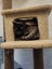 Bonded Pair Sun & Moera - Rachel's KittyCat Rescue Carousel 4