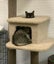 Bonded Pair Sun & Moera - Rachel's KittyCat Rescue Carousel 7
