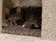 Bonded Pair Sun & Moera - Rachel's KittyCat Rescue Carousel 9