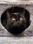 Bonded Pair Sun & Moera - Rachel's KittyCat Rescue Carousel 8