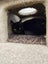 Bonded Pair Sun & Moera - Rachel's KittyCat Rescue Carousel 10