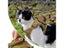 Tactical Cat Harness Leash Puppy Adjustable Kitten K9 Vest For Military Service Carousel 5