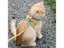 VIP Cat Harness Leash Set Carousel 2