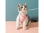 VIP Cat Harness Leash Set Carousel 3