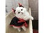 Halloween Pet Costumes Cute Cosplay Vampire Cloak Cat Dog Cap With Horns Kitten Carousel 5