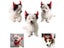 Halloween Pet Costumes Cute Cosplay Vampire Cloak Cat Dog Cap With Horns Kitten Carousel 6