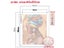 Portrait Women Painting By Numbers Package Acrylic Paints 50*70 Canvas Pictures Carousel 6