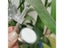 Aquarium CO2 Diffuser Regulation System Refiner Plant Carousel 4