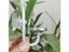 Aquarium CO2 Diffuser Regulation System Refiner Plant Carousel 5