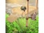 Tortoise Drying Platform Brazilian Water Turtle Floating Island Turtle Tank Carousel 3