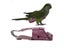 Parrot Diaper With Bowtie Cute Colorful Fruit Floral Cockatiel Pigeons Small Carousel 3