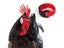 1Pair No Crow Rooster Collar Chicken Collar Noise Free Anti-Hook Neckband Carousel 3