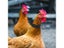 1Pair No Crow Rooster Collar Chicken Collar Noise Free Anti-Hook Neckband Carousel 5