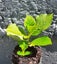 Hydrangea Le Cygne The Swan white beautiful pearl white mophead Carousel 2