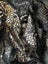 Black and Gold Sequin fabric 120cm x 4 metres Carousel 3