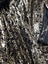 Black and Gold Sequin fabric 120cm x 4 metres Carousel 4