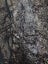 Snake skin sequins fabric 120 cm x 5 metres Carousel 2