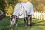 NZ Tack Summer Cotton Cooler Combo Carousel 3