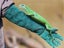 Animal Handling Gloves Bite Proof (Over Stocked) Now Carousel 6