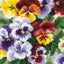 Riolis Pansy Medley - Cross Stitch Kit Carousel 3