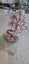 Copper Wire Tree Paua Shell art sculpture xmas gift Carousel 4