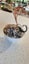 Scorpion and cobra snake handmade wire gift Carousel 6