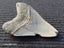 Megalodon Fossil Shark Tooth - 112.1mm / 4.4" Carousel 3