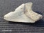 Megalodon Fossil Shark Tooth - 112.1mm / 4.4" Carousel 4