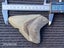 Megalodon Fossil Shark Tooth - 112.1mm / 4.4" Carousel 7
