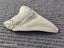 Megalodon Fossil Shark Tooth - 112.1mm / 4.4" Carousel 5