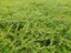 Coprosma Hawera Carousel 2