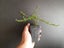 Coprosma Hawera Carousel 1