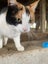 Rescue cats "Flossie" and "Tipsy" Carousel 9