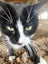 Rescue cats "Flossie" and "Tipsy" Carousel 10