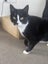 Rescue cats "Flossie" and "Tipsy" Carousel 12