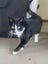 Rescue cats "Flossie" and "Tipsy" Carousel 11