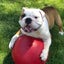 DOG TOY - JOLLY PET PUSH-N-PLAY RED 35.5CM Carousel 1