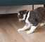 Flipside Cheerble Kitidot collar Carousel 3