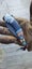 20cm 'Indios' 5-Colour Options Outdoor Portable Pocket Folding Knife a COOL Gift Carousel 11