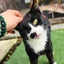 NZ Cat Foundation Rescue Cats "Felix" and "Tigger" Carousel 4