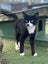 NZ Cat Foundation Rescue Cats "Felix" and "Tigger" Carousel 3