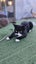 NZ Cat Foundation Rescue Cats "Felix" and "Tigger" Carousel 5