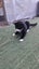 NZ Cat Foundation Rescue Cats "Felix" and "Tigger" Carousel 6