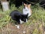 Rescue cats "Flossie" and "Tipsy" Carousel 1