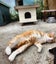NZ Cat Foundation Rescue Cats "Felix" and "Tigger" Carousel 7