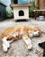NZ Cat Foundation Rescue Cats "Felix" and "Tigger" Carousel 8